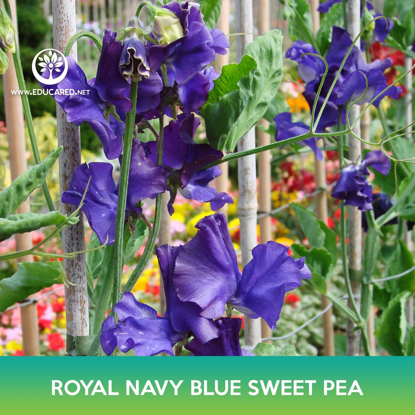 Royal Navy Blue Sweet Pea Seeds