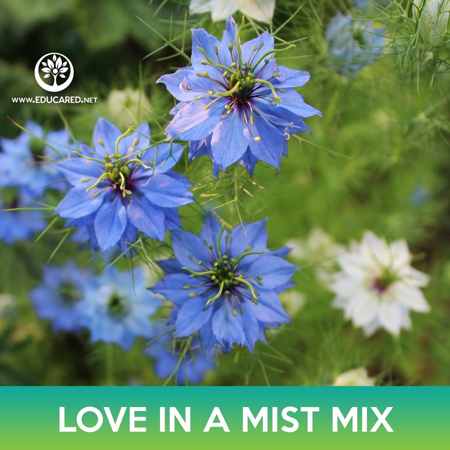 Love-In-A-Mist Flower Mix Seeds, Nigella damascena