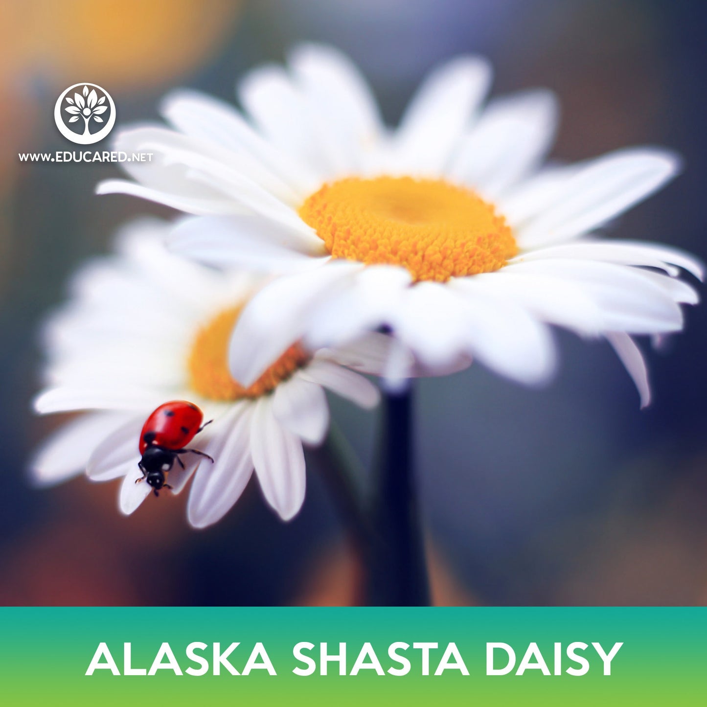 Alaska Shasta Daisy Flower Seeds