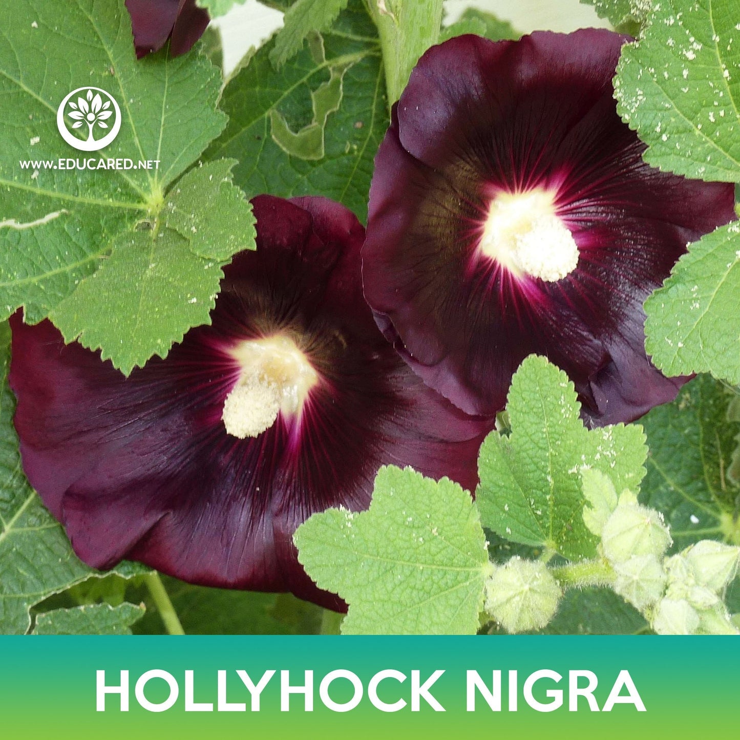 Hollyhock Nigra Flower Seeds, Alcea rosea nigra