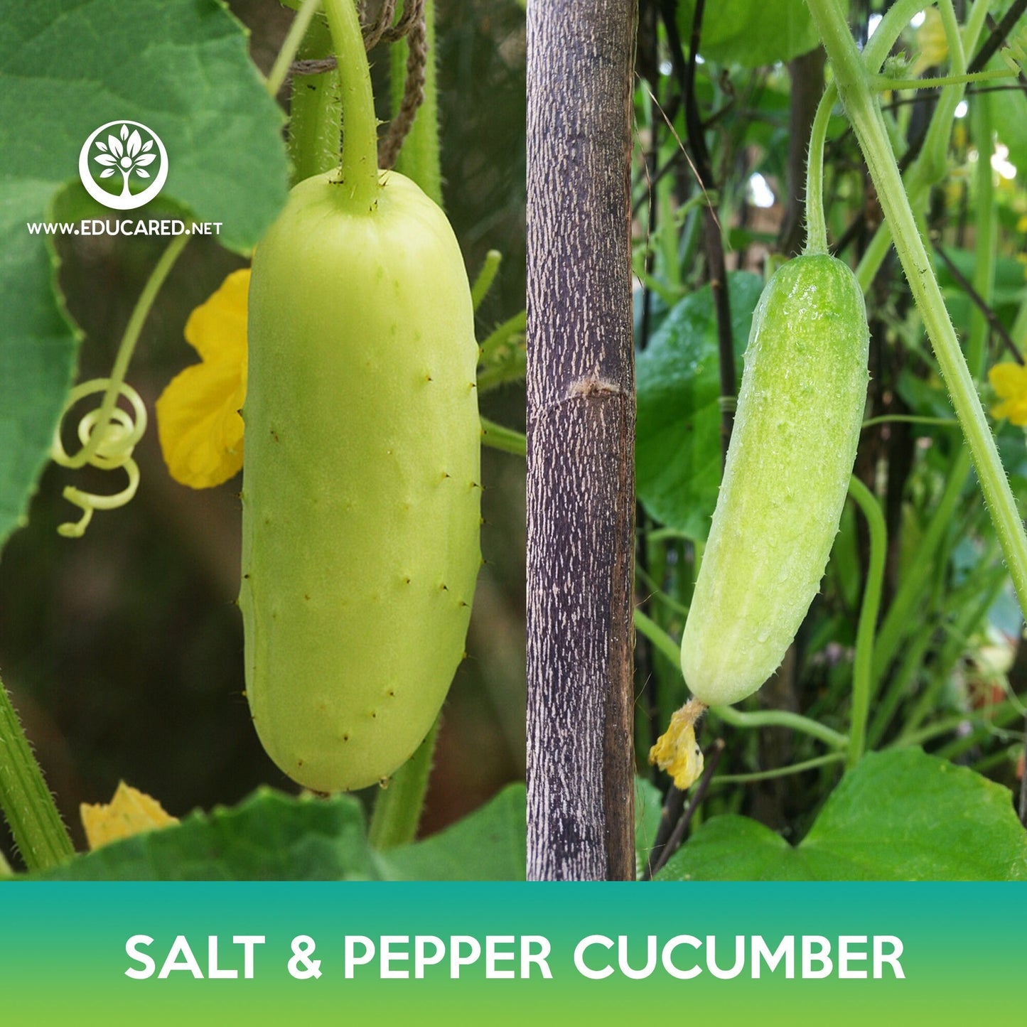 Salt and Pepper Cucumber Seeds