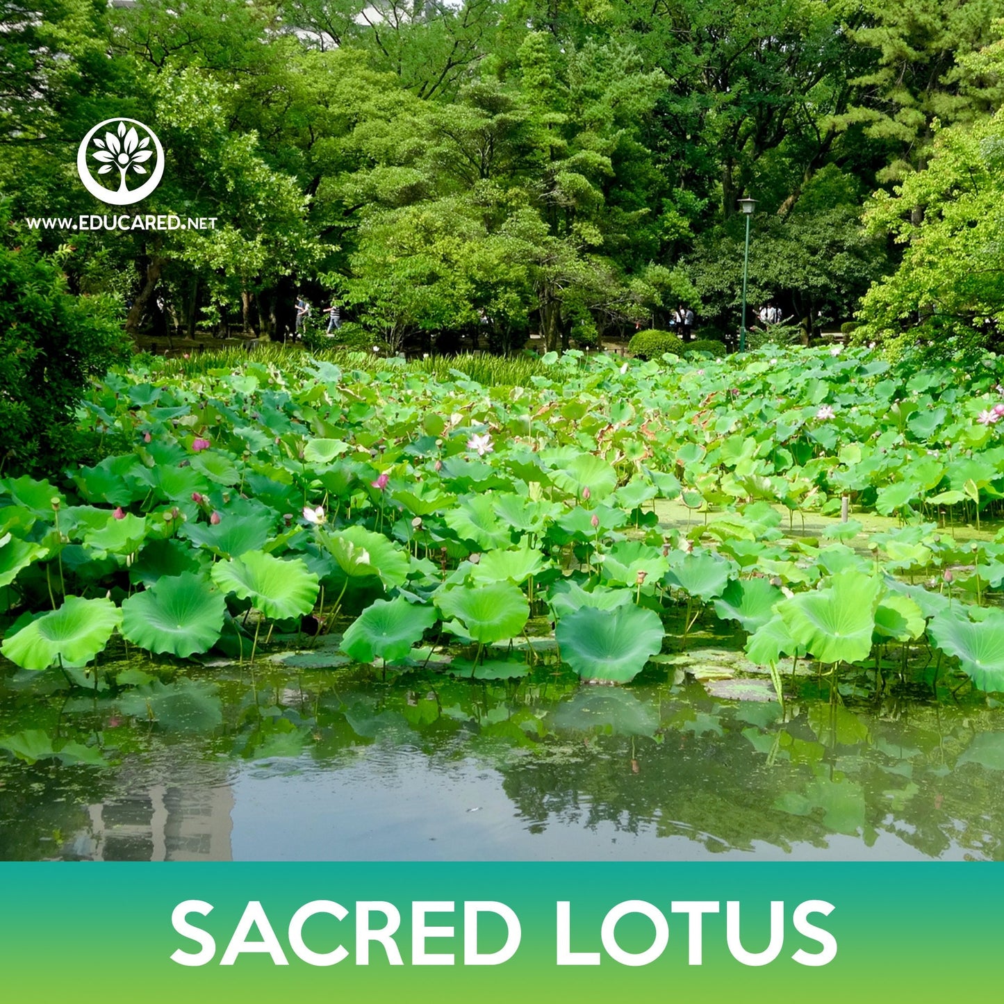Sacred Lotus Seeds, Nelumbo nucifera