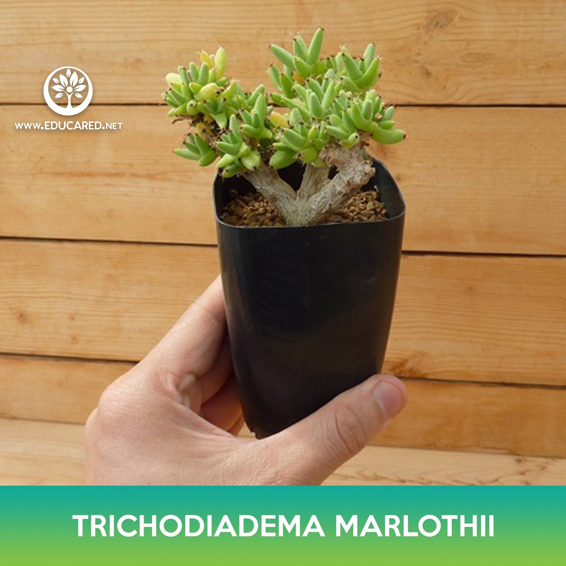cheap succulent seeds Trichodiadema marlothii Succulent Seeds