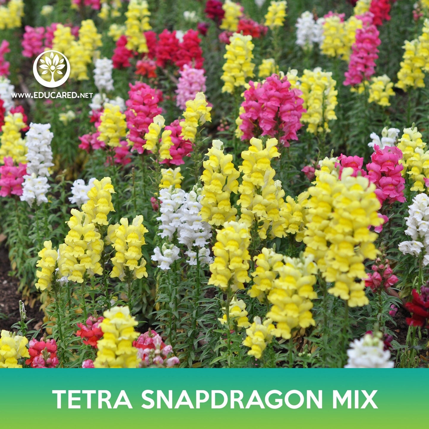 Tetra Snapdragon Mix Seeds, Antirrhinum majus
