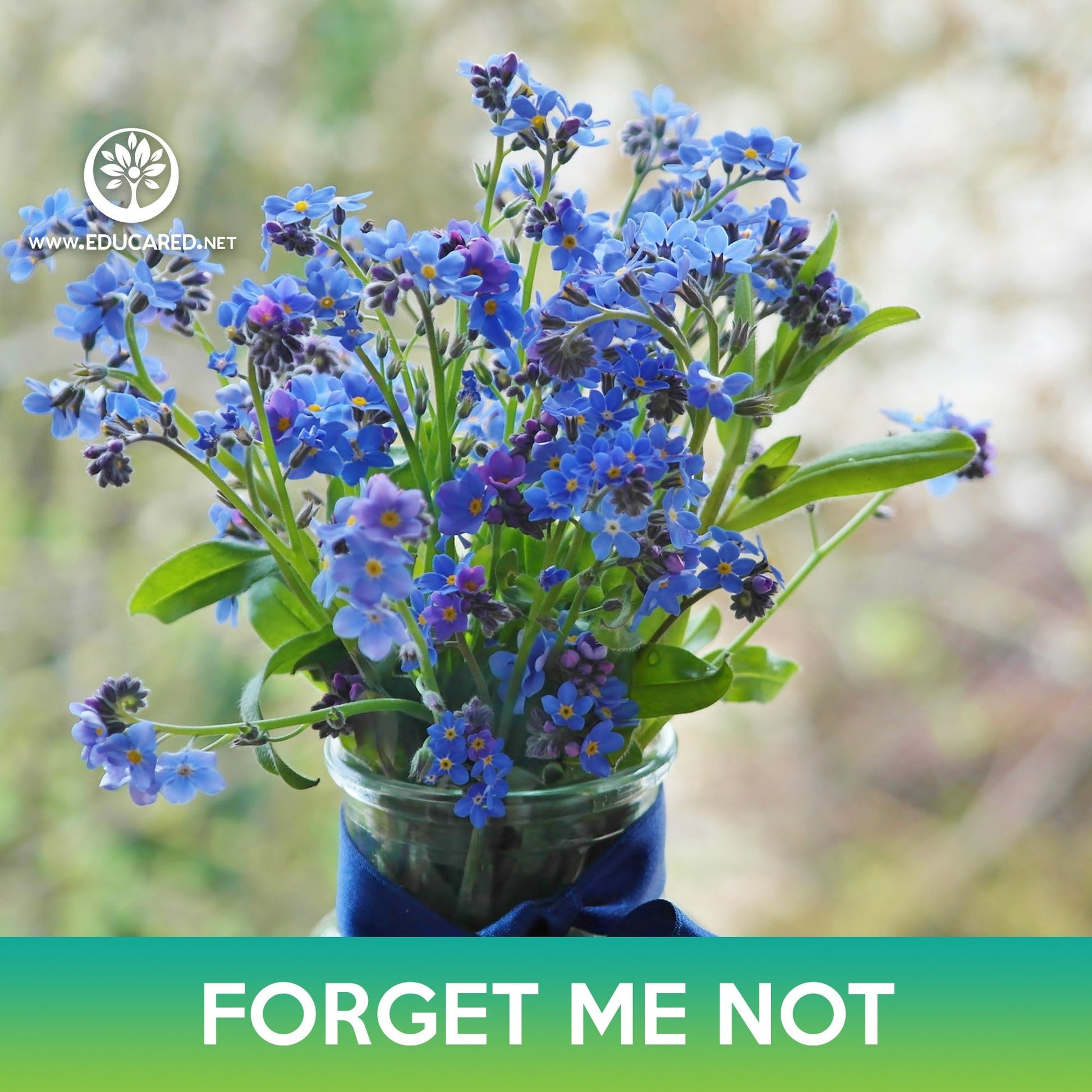 forget me not flower from seed Forget-Me-Not Flower Seeds – Educared