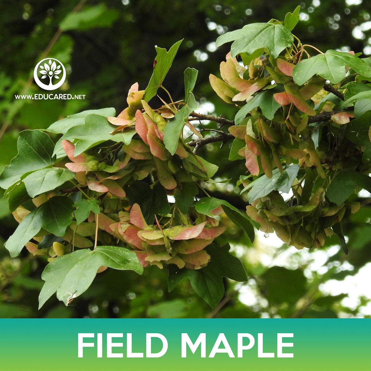 Field Maple Spring Field Maple Seeds, Common Maple, Acer campestre – Educared