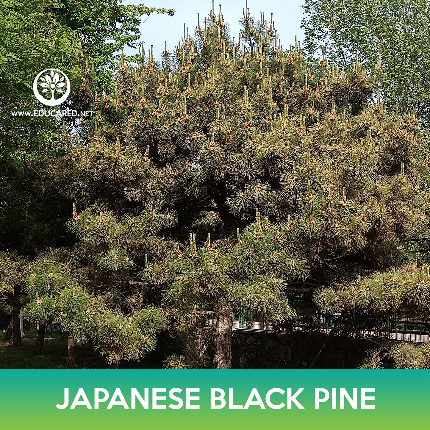 Japanese Black Pine Tree Seeds