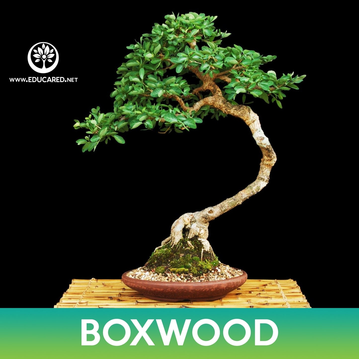 Chinese Boxwood Seeds, Buxus, Buxus microphylla var. sinica