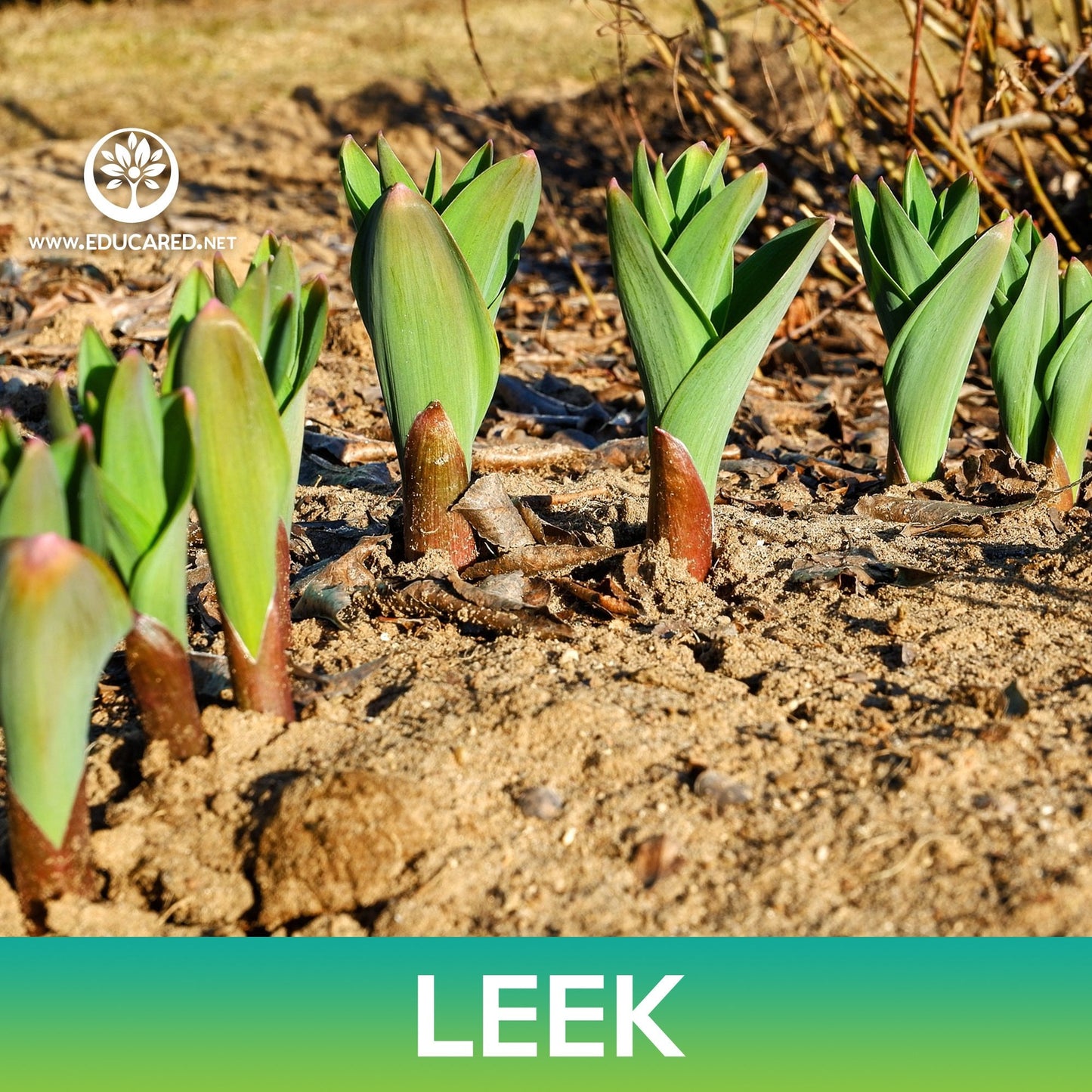 Leek Seeds, American Flag Leek, Allium porrum