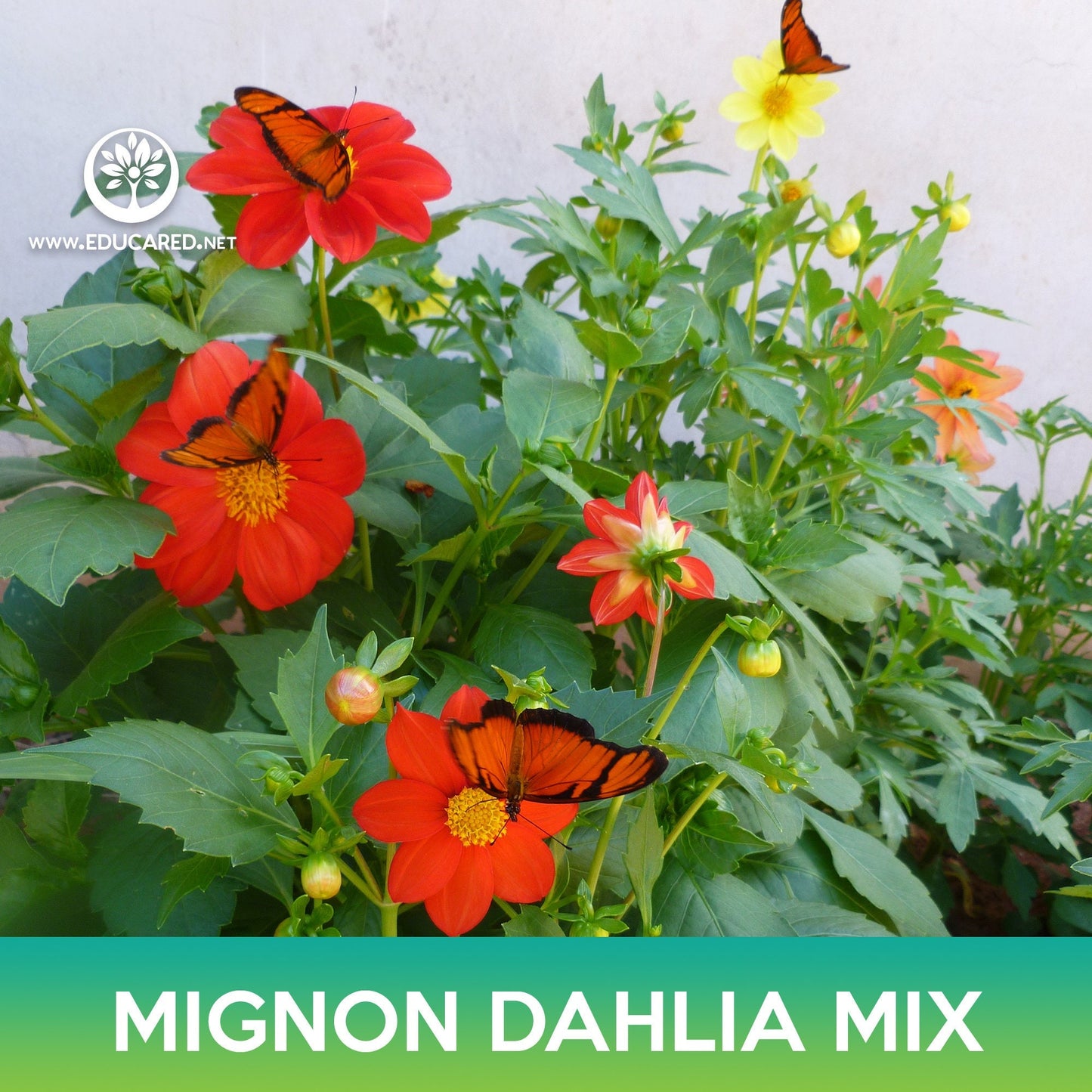 Mignon Dahlia Flower Mix Seeds, Dahlia variabilis