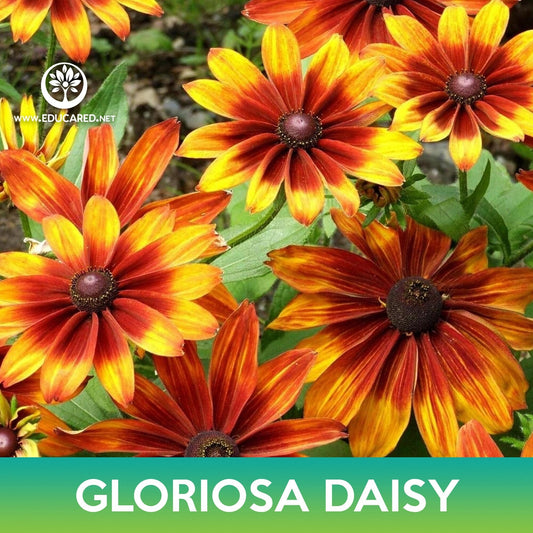 Gloriosa Daisy Seeds