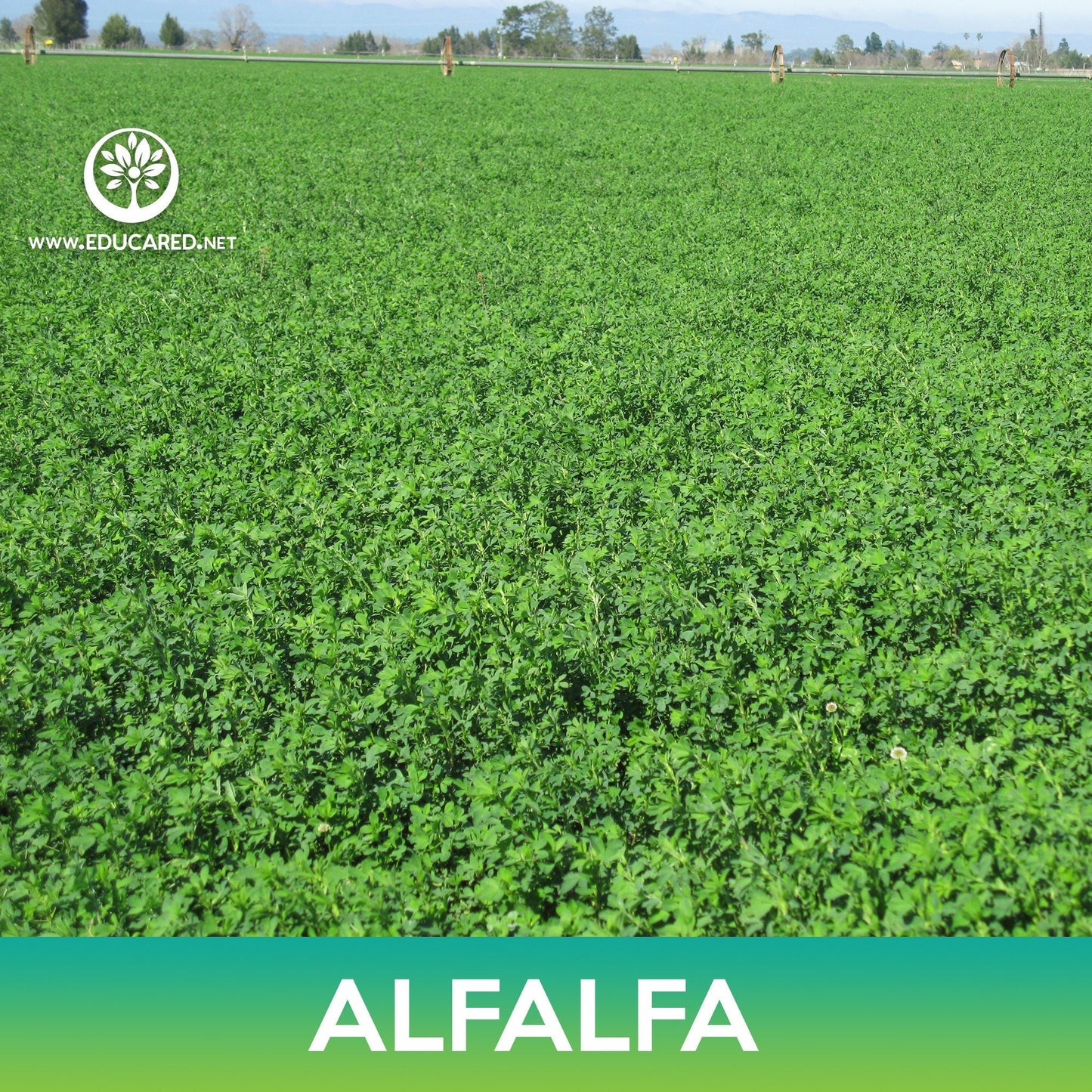 Alfalfa Seeds, Medicago sativa