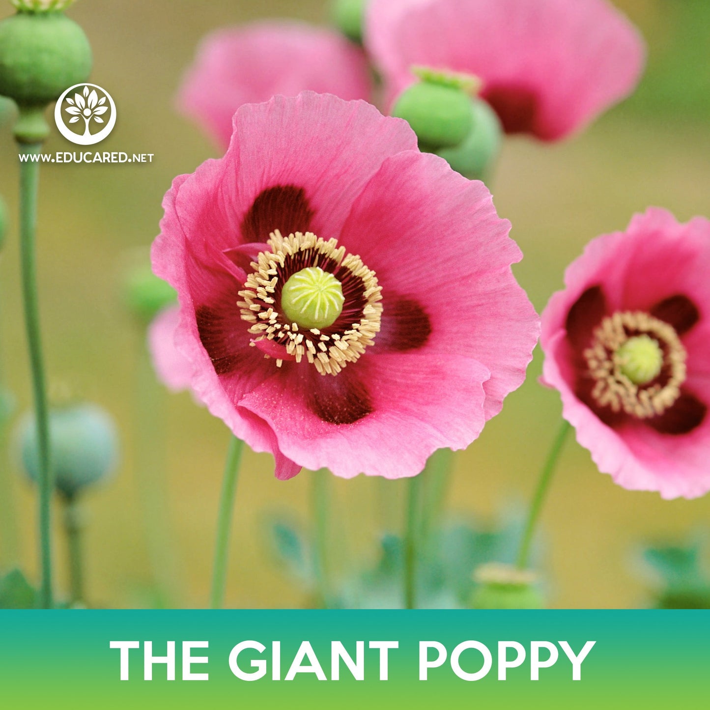 The Giant Poppy Flower Seeds