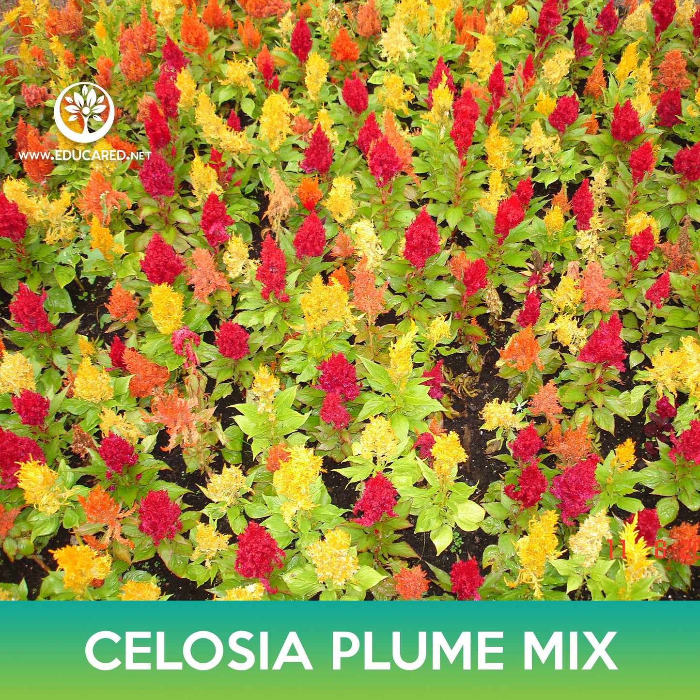 Celosia Plume Flower Mix Seeds