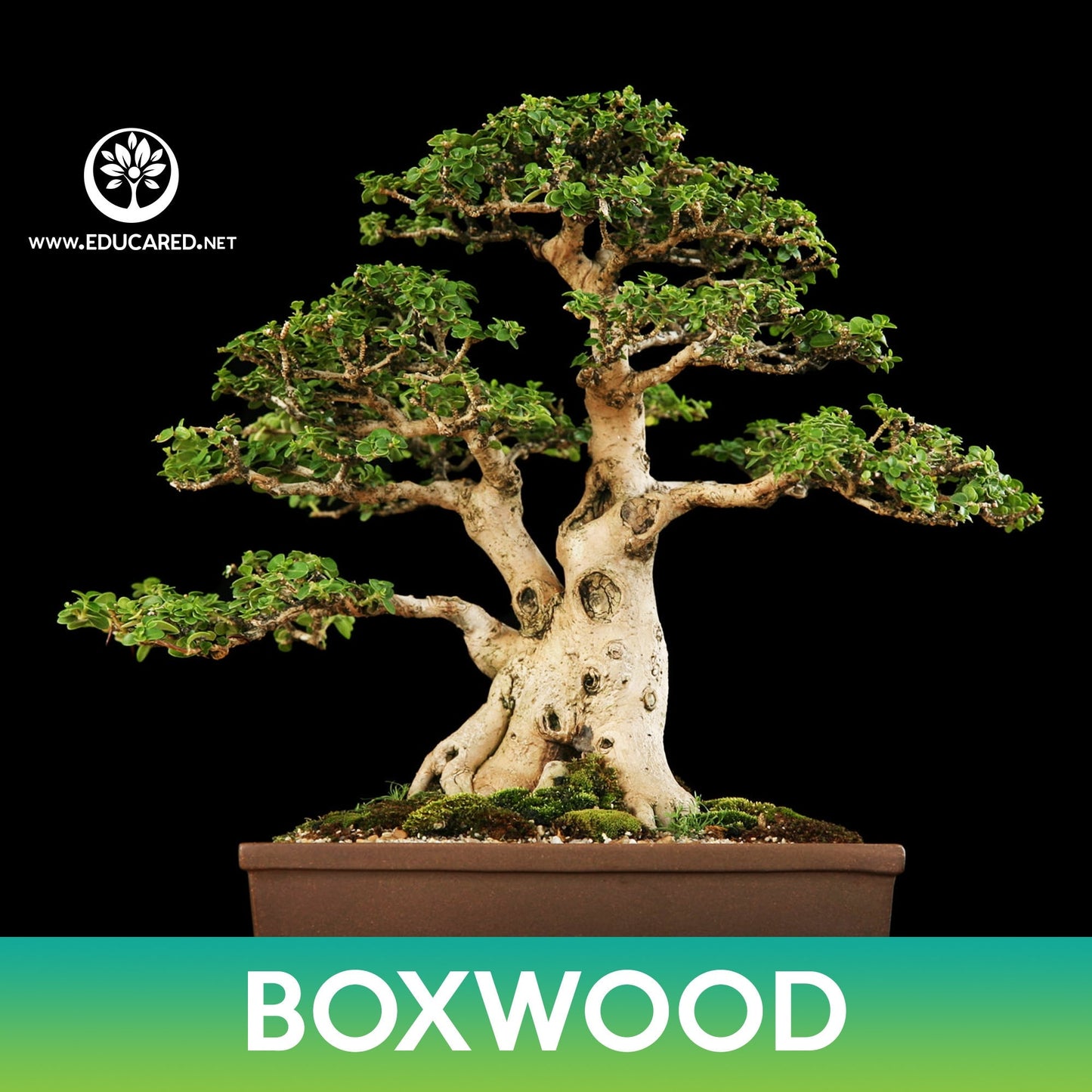 Boxwood Seeds, Buxus, Japanese Box, Buxus microphylla var. sinica