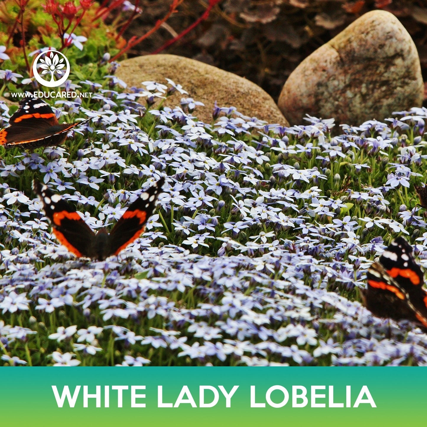 White Lady Lobelia Seeds, Lobelia Erinus