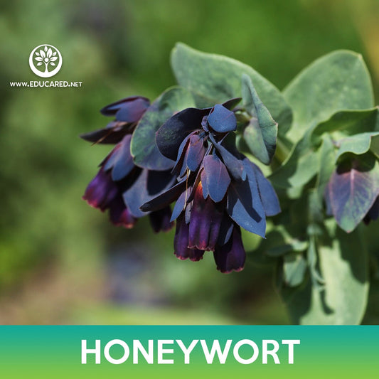 Honeywort Flower Seeds, Kiwi Blue Cerinthe, Cerinthe major purpurascens