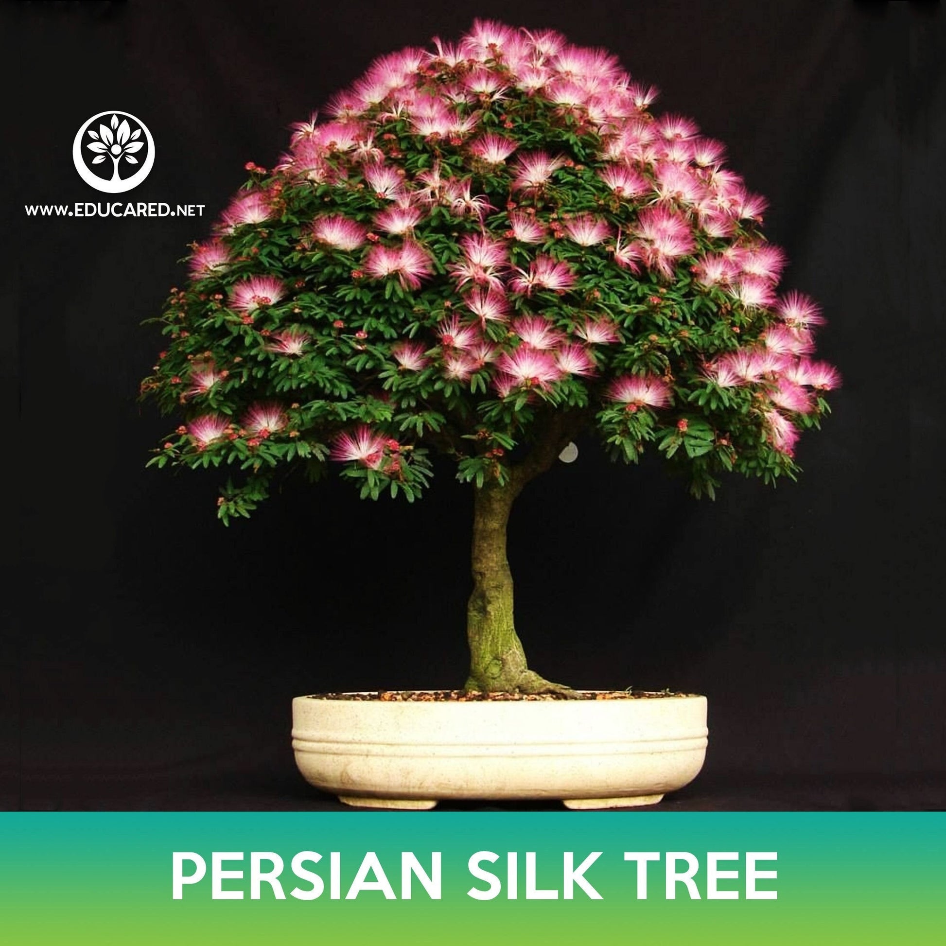 persian silk tree bonsai Persian Silk Tree Seeds – Educared