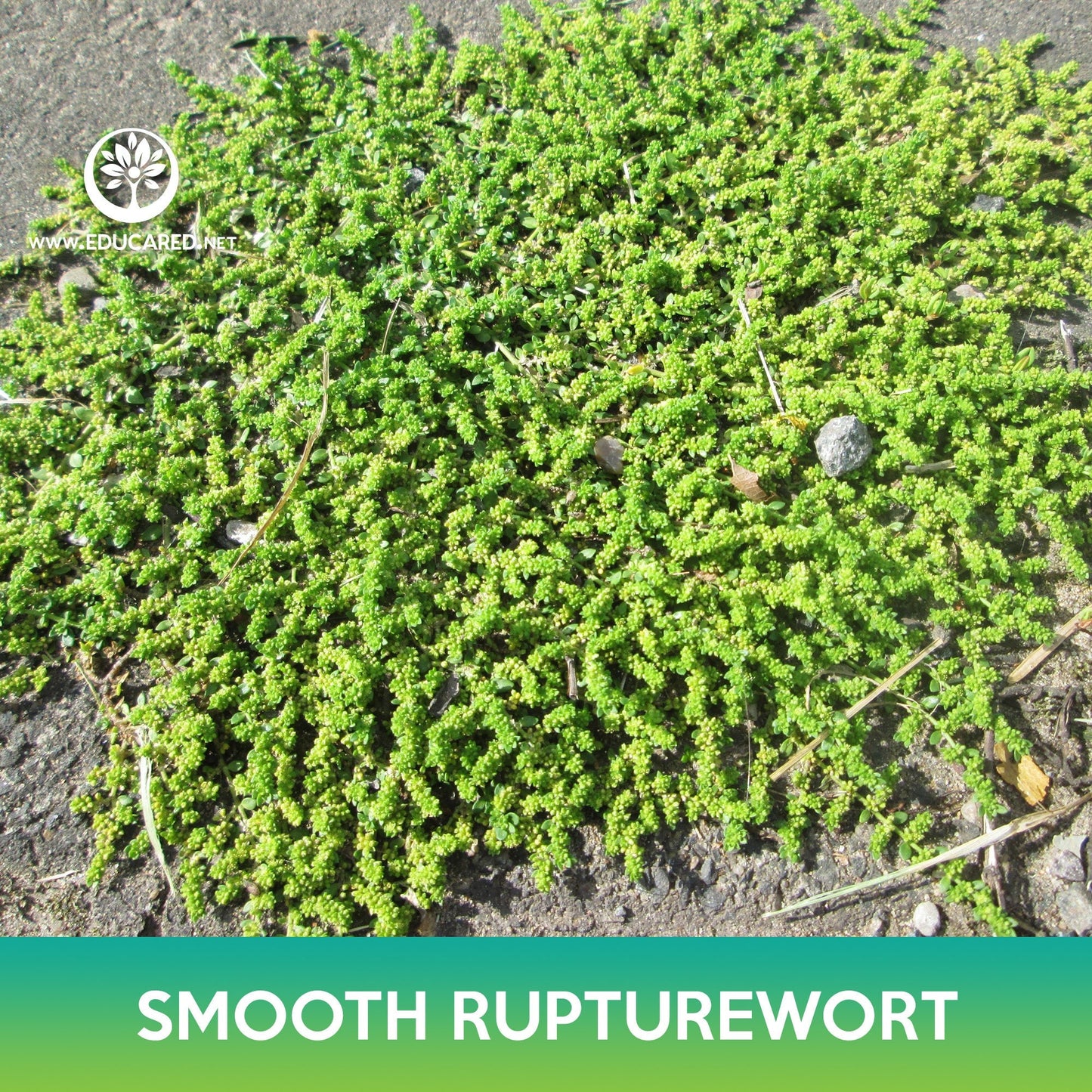 Smooth Rupturewort Groundcover Seeds, Green Carpet, Herniaria Glabra