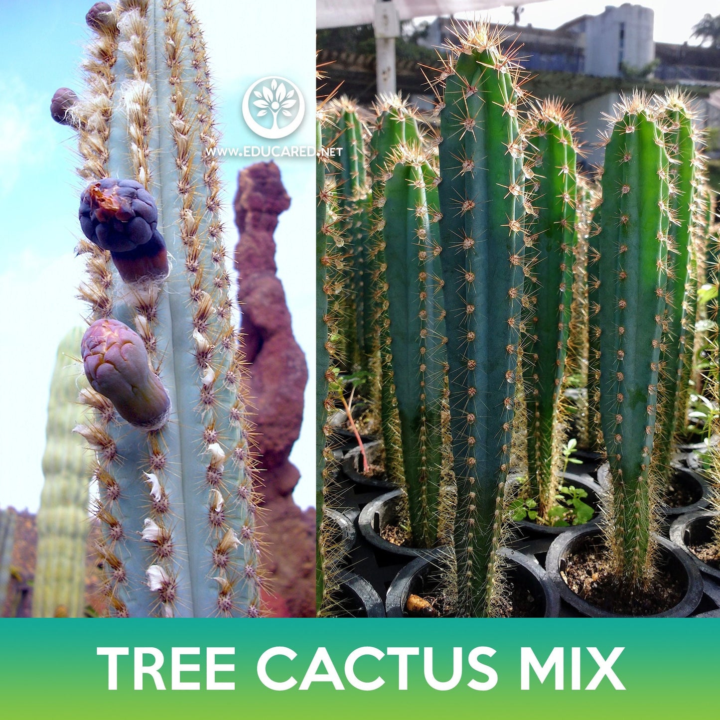 Tree Cactus Mix Seeds, Pilosocereus Seeds
