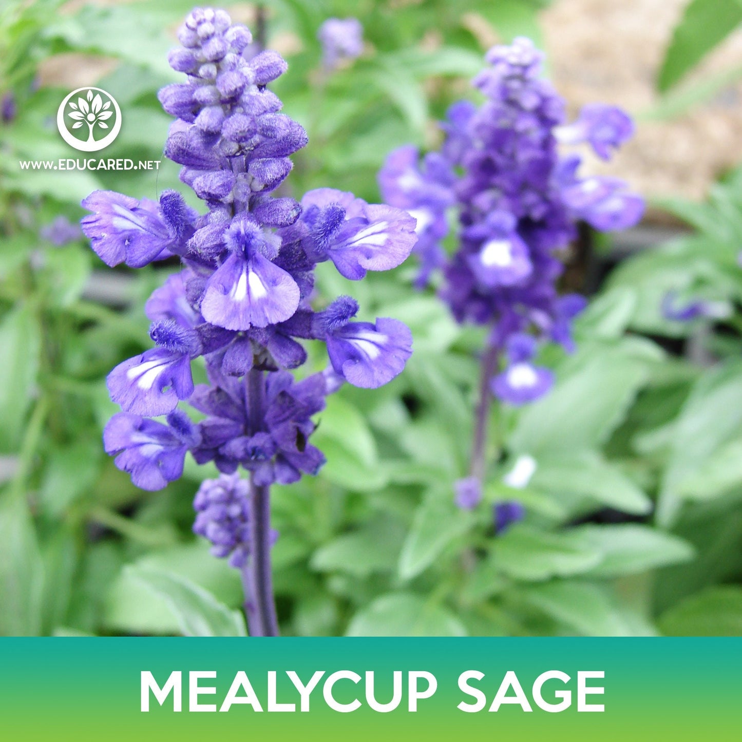 Mealycup Sage Flower Seeds, Salvia farinacea