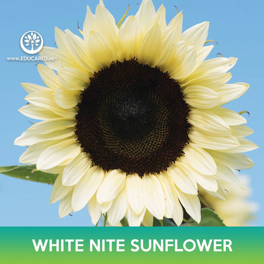 Procut White Nite Sunflower Seeds