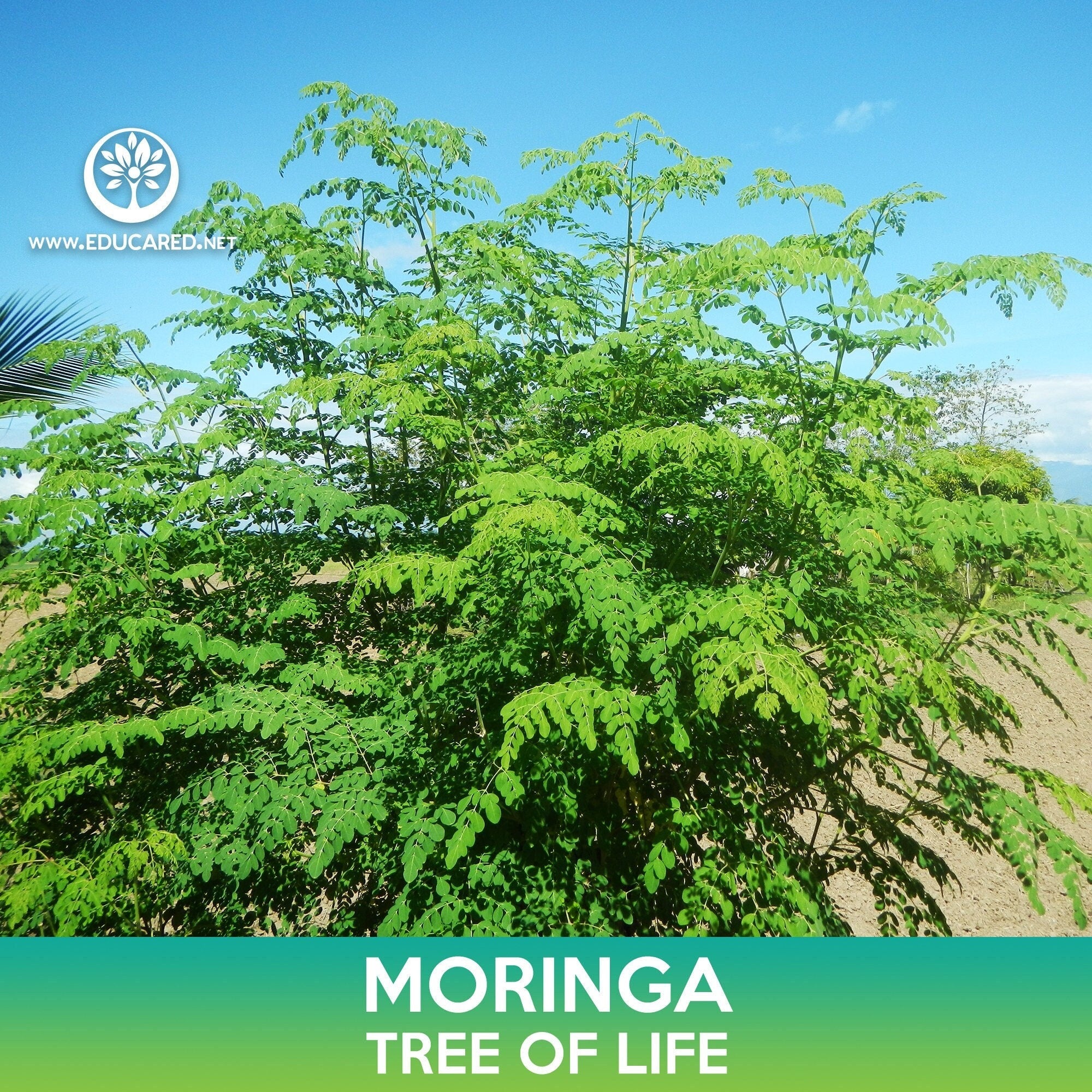 Moringa Seeds, Tree of Life, Moringa oleifera – Educared