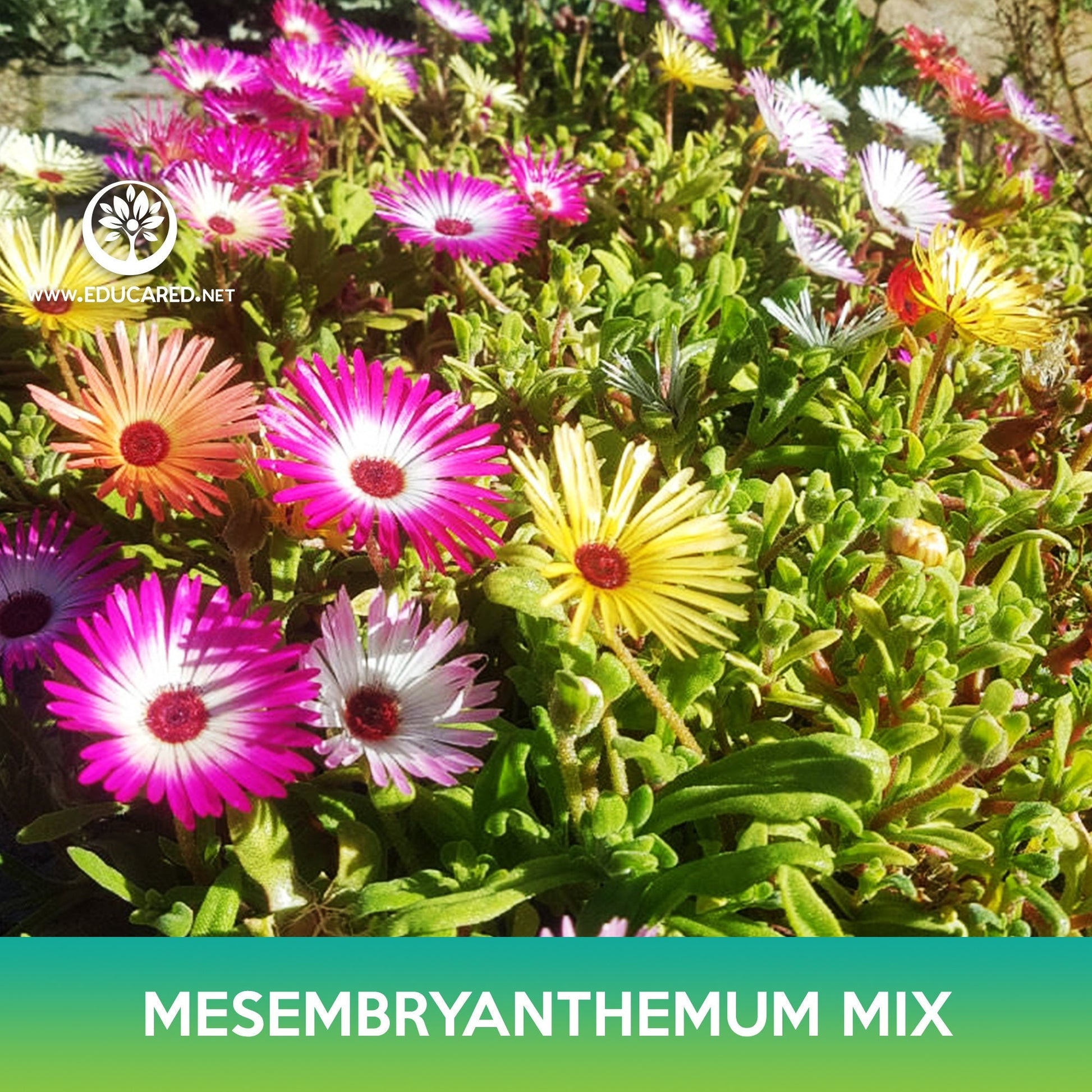 succulent mesembryanthemum Mesembryanthemum Succulent Mix Seeds – Educared