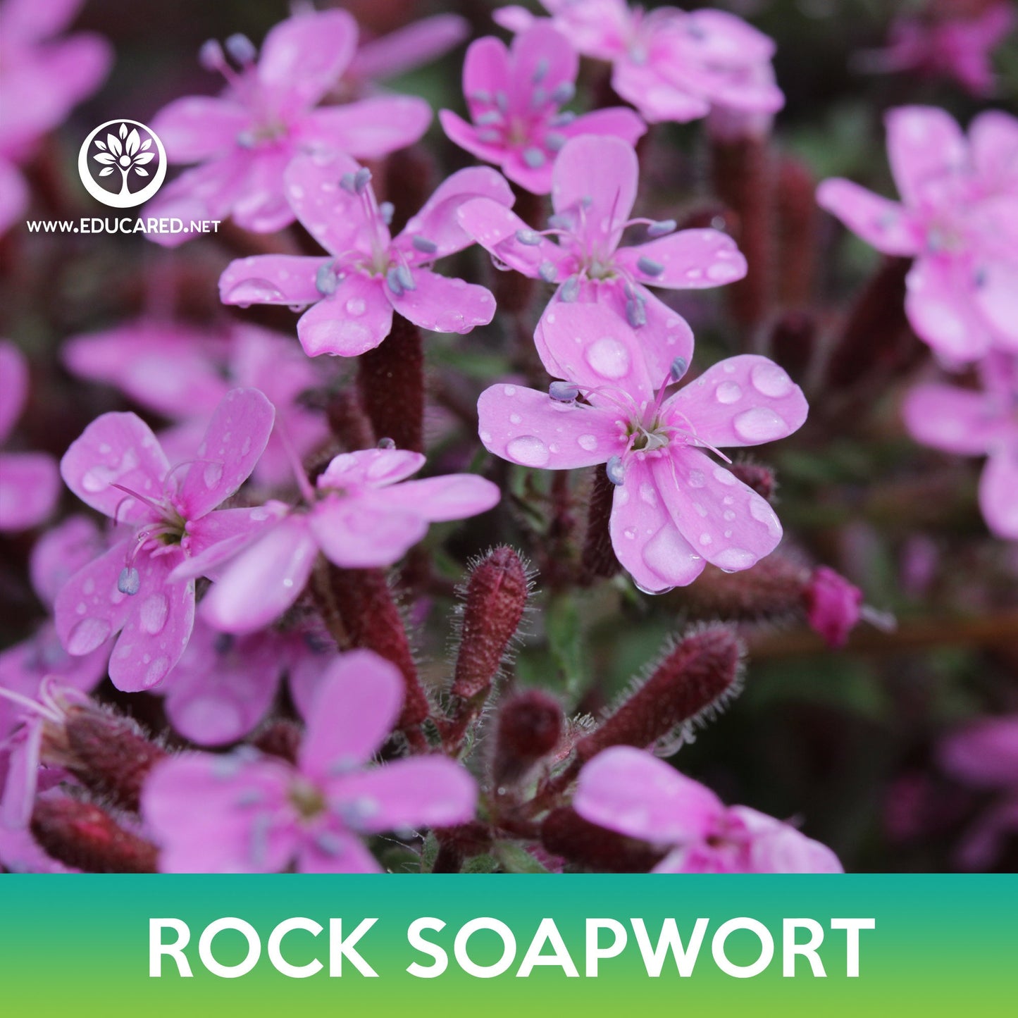 Rock Soapwort Seeds, Saponaria ocymoides