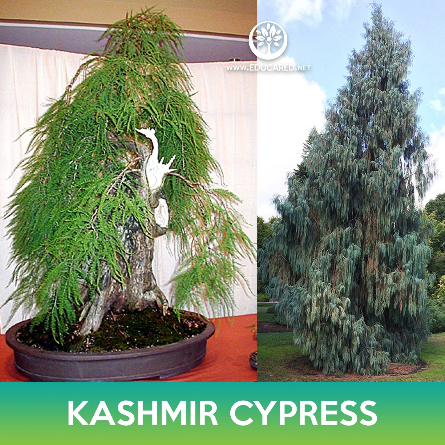 Kashmir Cypress Seeds, Weeping Cypress, Cupressus cashmeriana