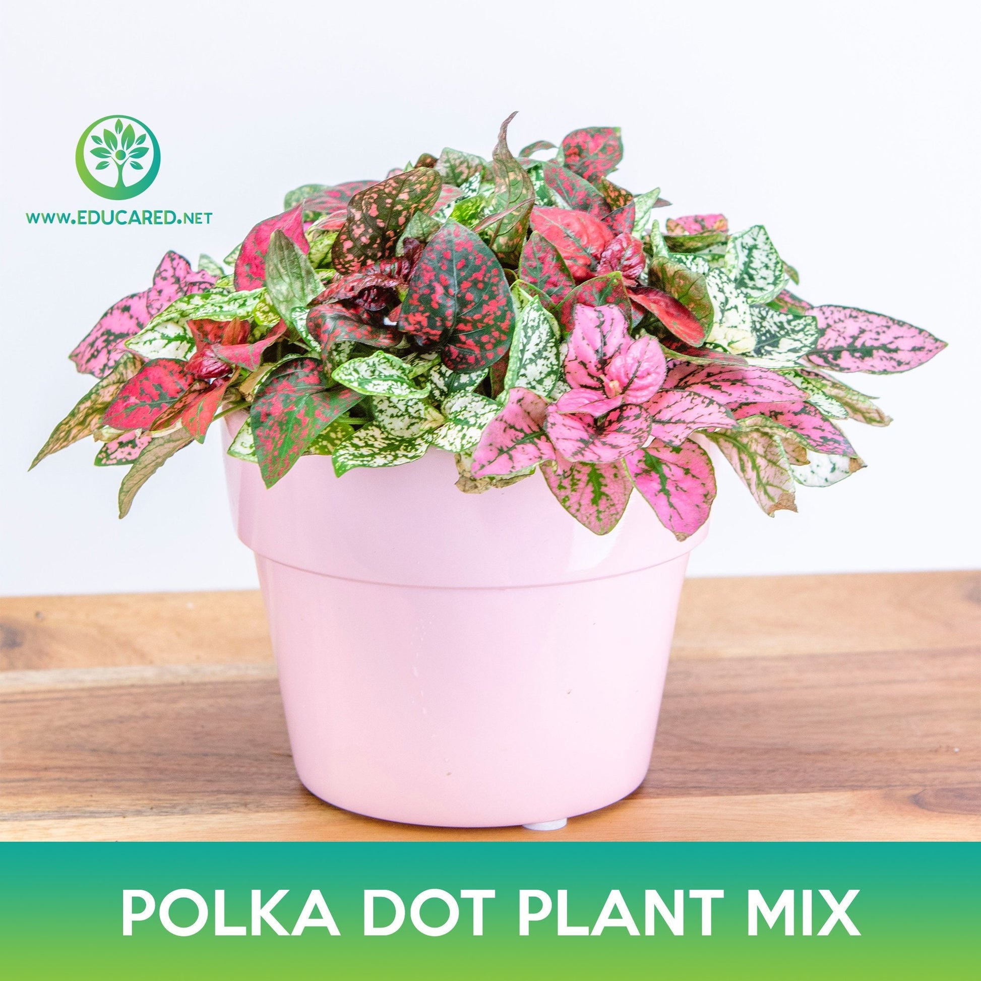 pink polka dot plant seeds Polka Dot Plant Mix Seeds – Educared