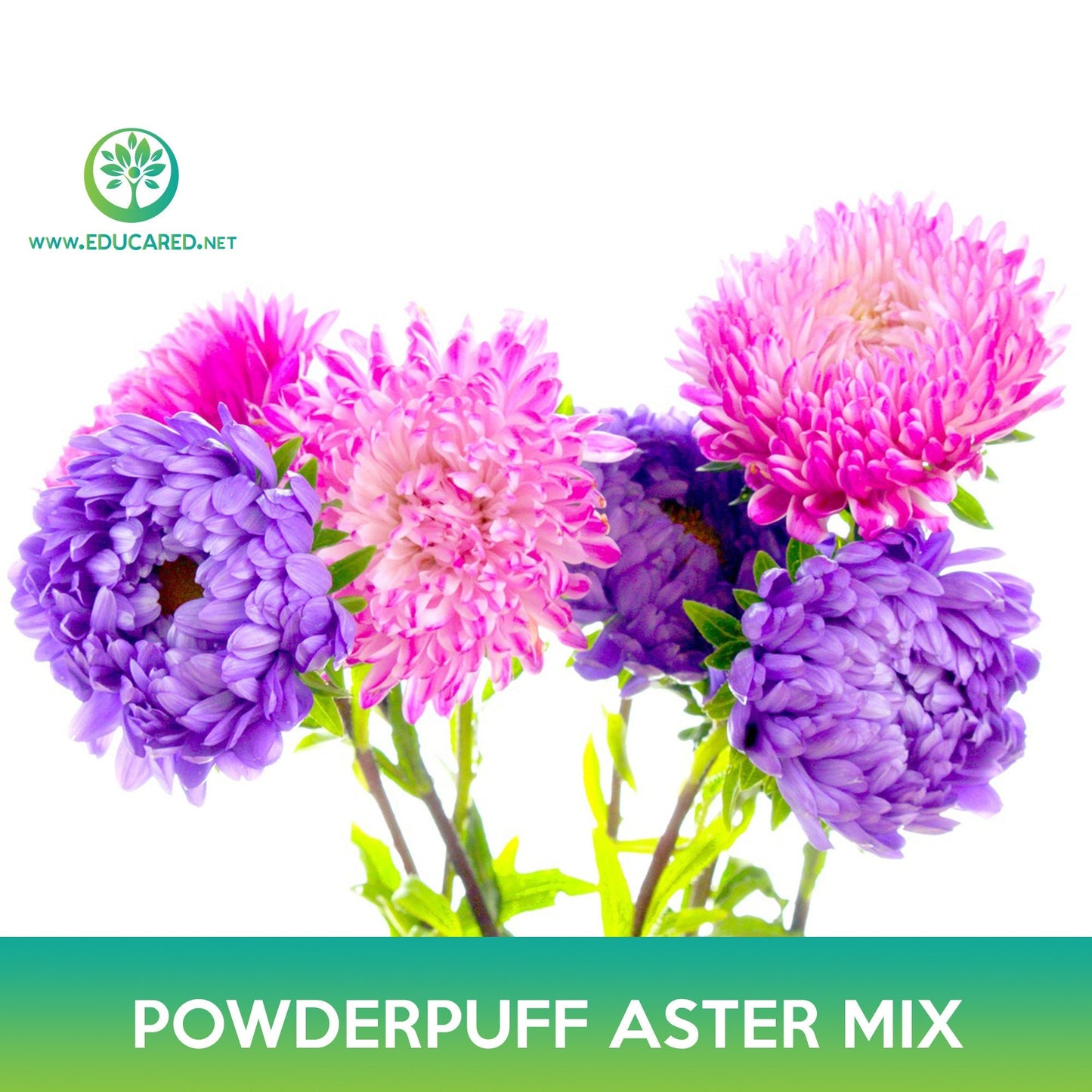 Powderpuff Aster Flower Mix Seeds, Callistephus Chinensis