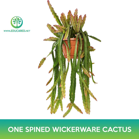One‑Spined Wickerware Cactus Seeds, Rhipsalis monacantha