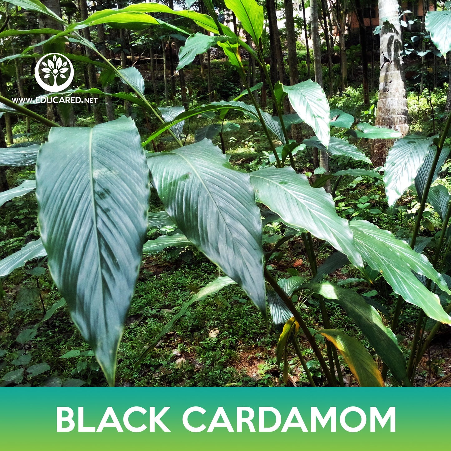 Black Cardamom Seeds, Amomum subulatum