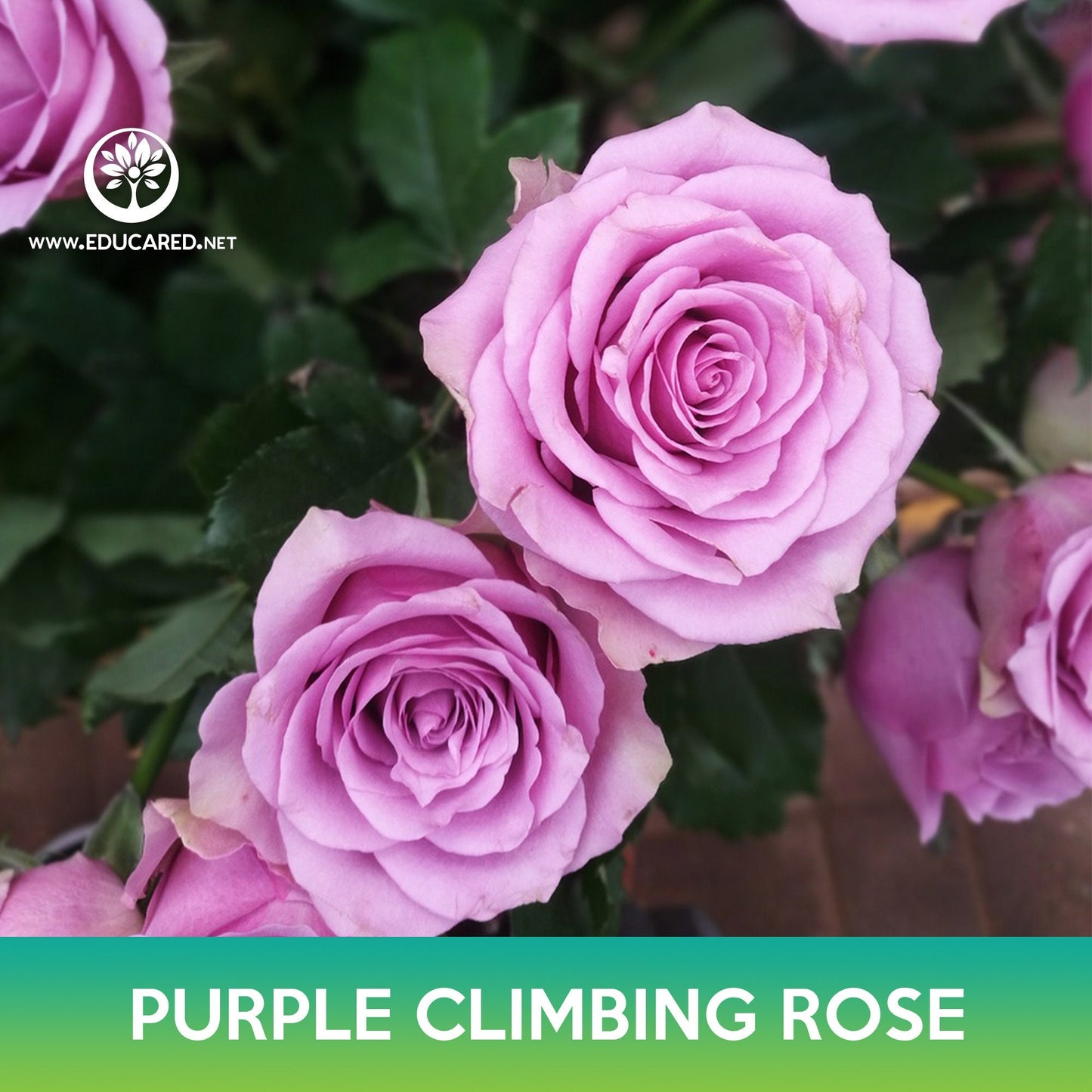 Purple Climbing Rose Seeds