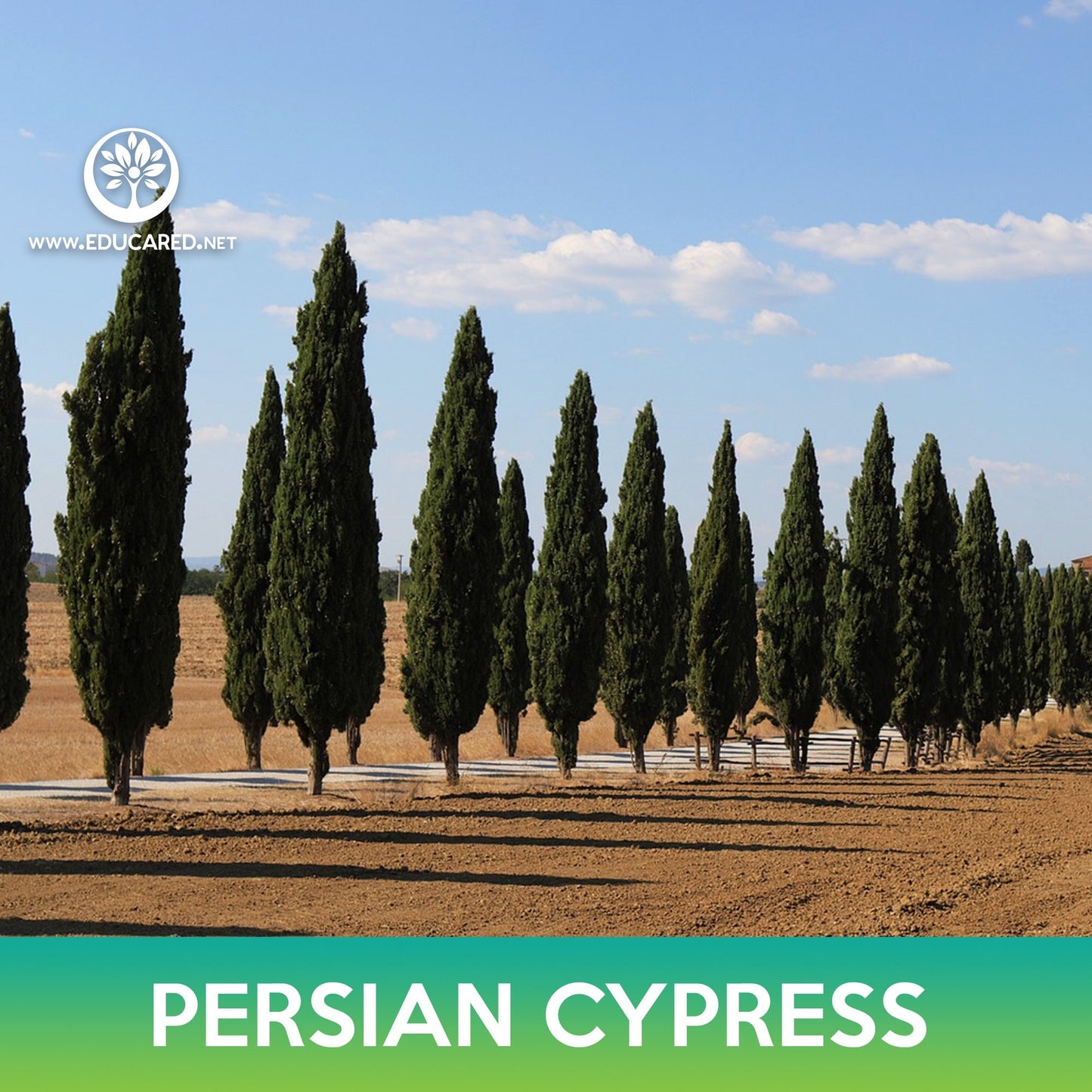Persian Cypress Seeds, Cupressus sempervirens
