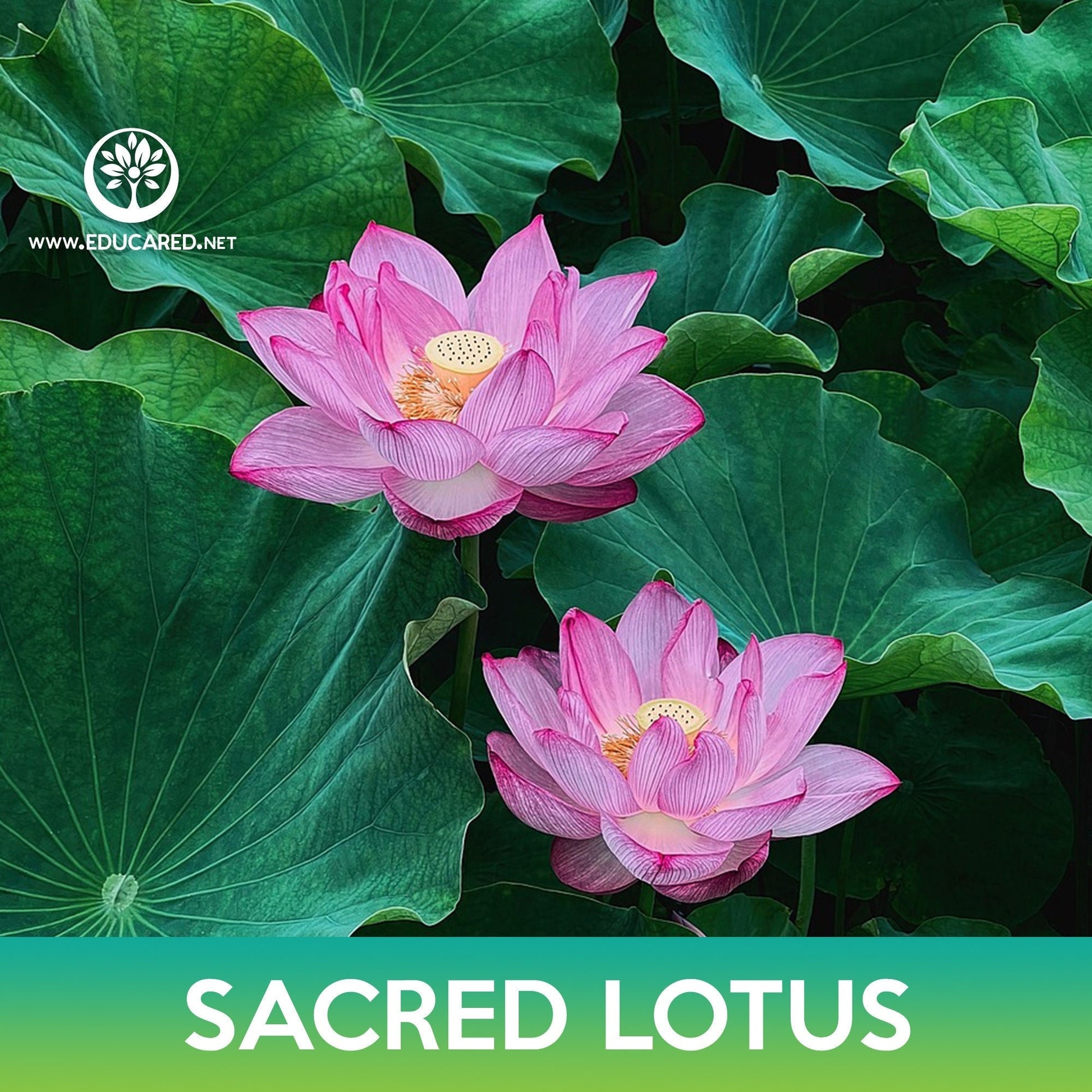 lotus seed flower Sacred Lotus Seeds – Educared
