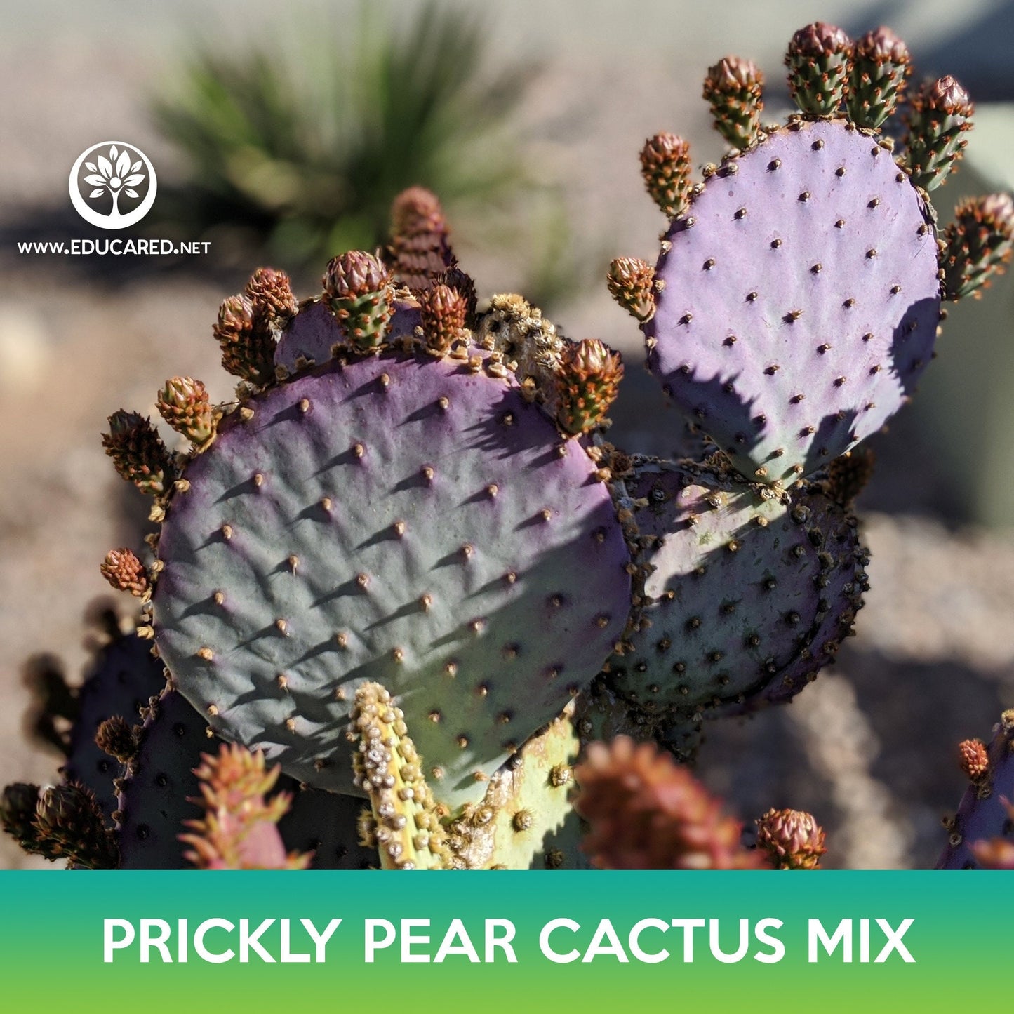 Prickly Pear Cactus Mix Seeds, Opuntia