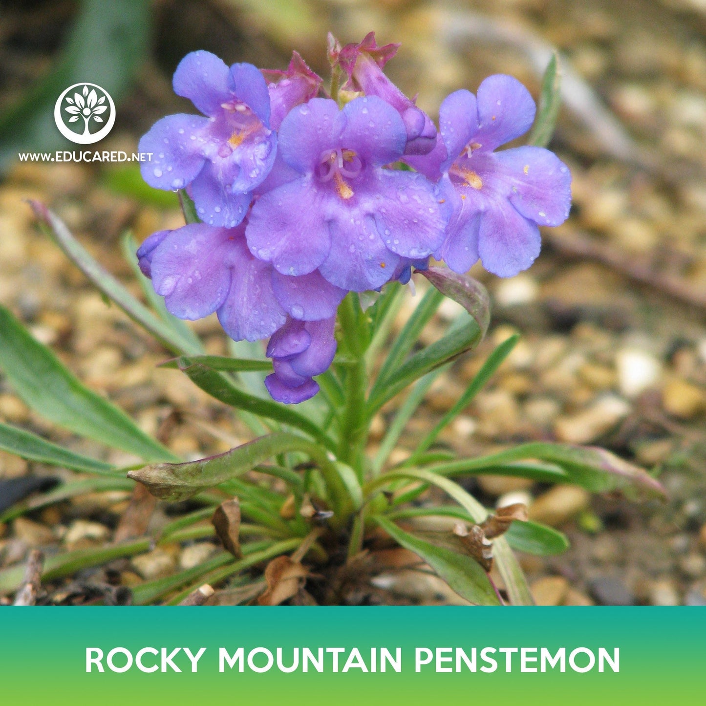 Rocky Mountain Penstemon Flower Seeds, Penstemon strictus