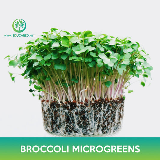 Broccoli Microgreens Seeds
