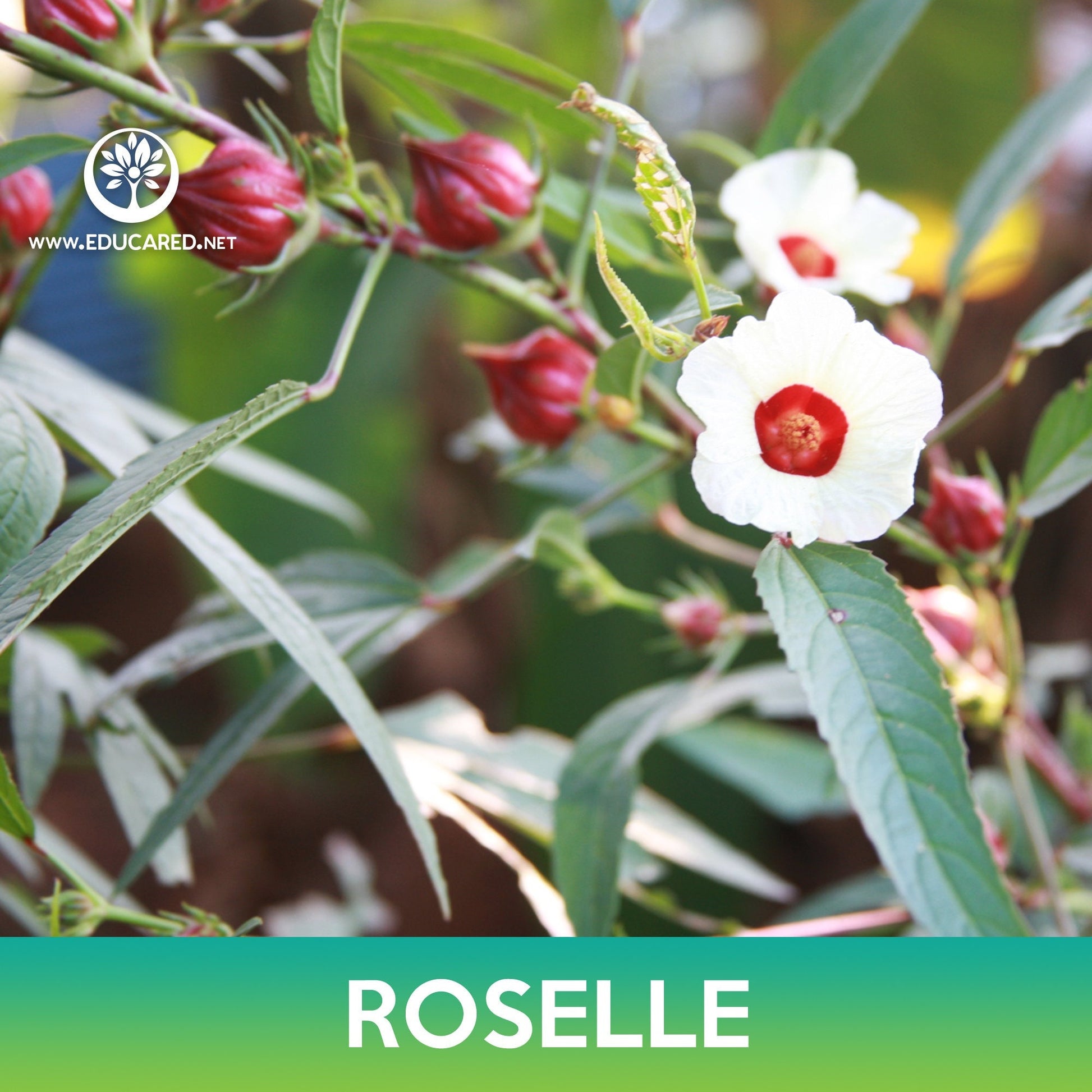 sour flower seeds Roselle Seeds, Asian Sour Leaf – Educared