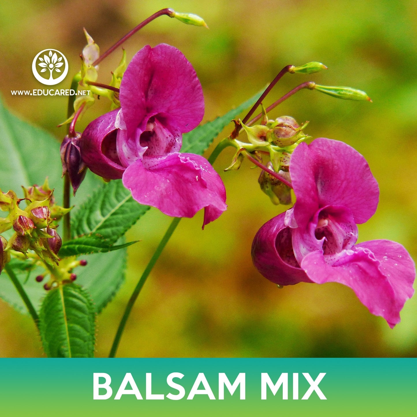 Balsam Flower Mix Seeds, Impatiens balsamina
