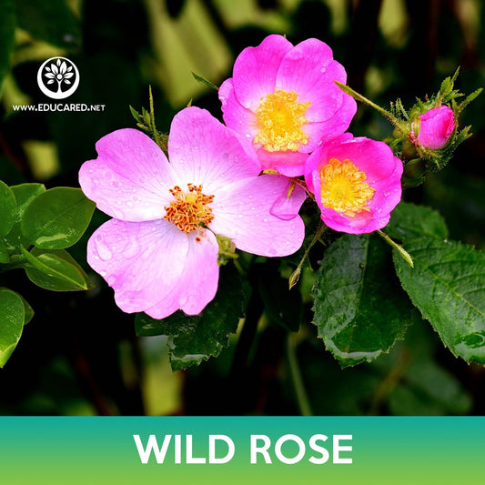 Wild Rose Seeds, Rosa virginiana