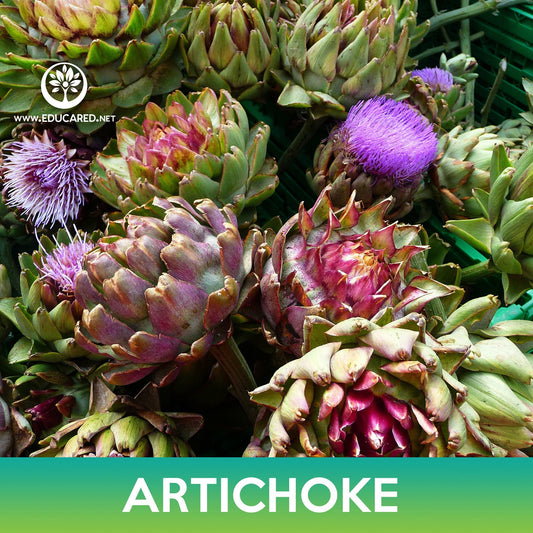 Artichoke Seeds