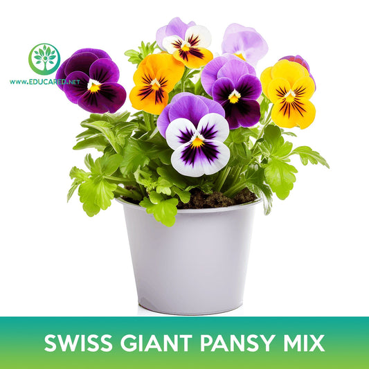 Swiss Giant Pansy Flower Mix Seeds
