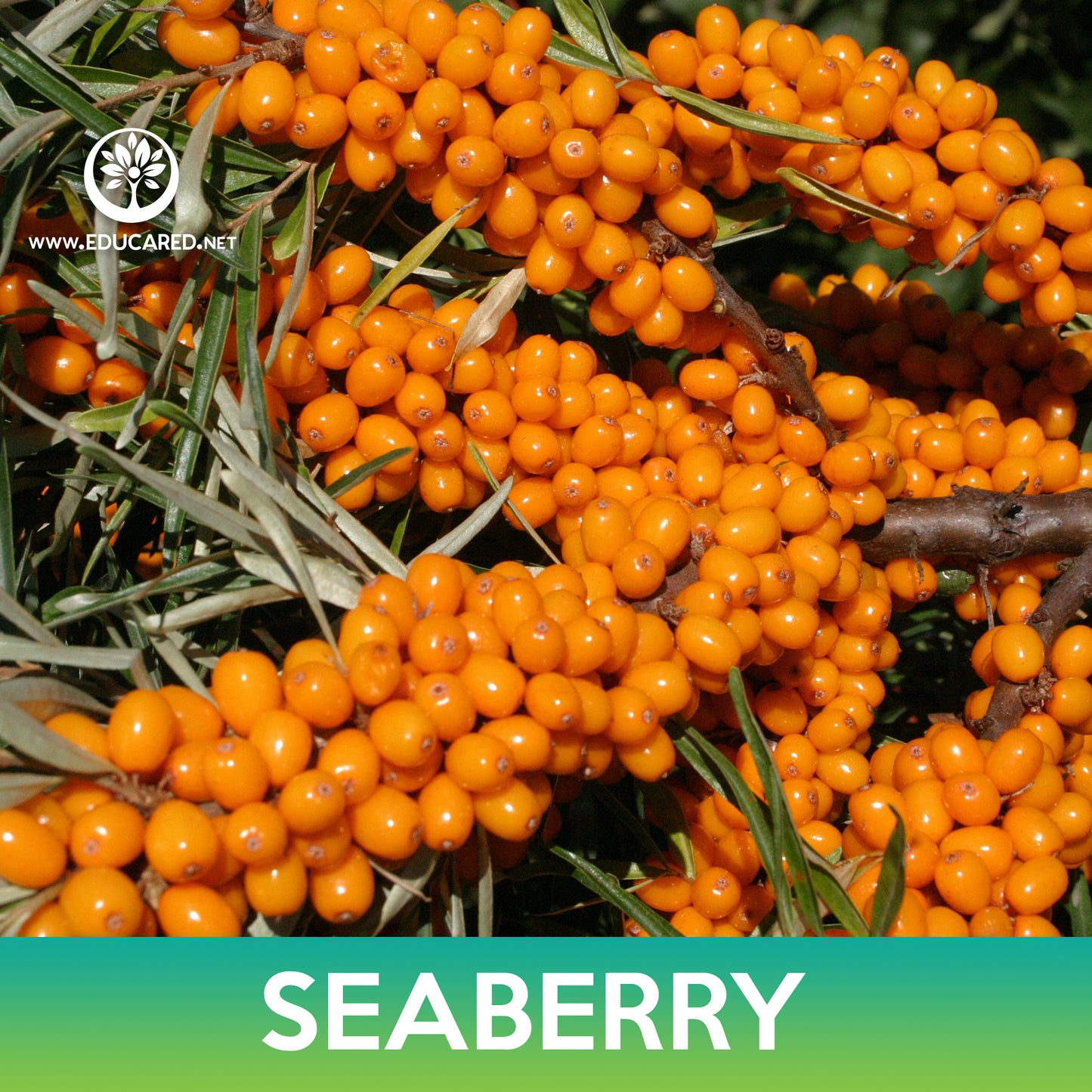 Seaberry Seeds, Hippophae rhamnoides