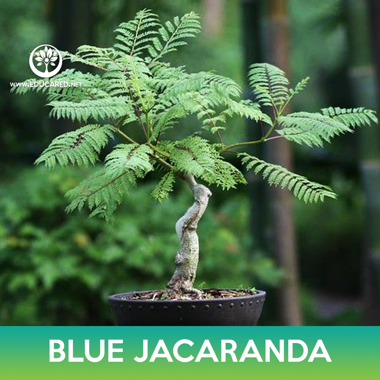 Blue jacaranda Seeds, Jacaranda mimosifolia