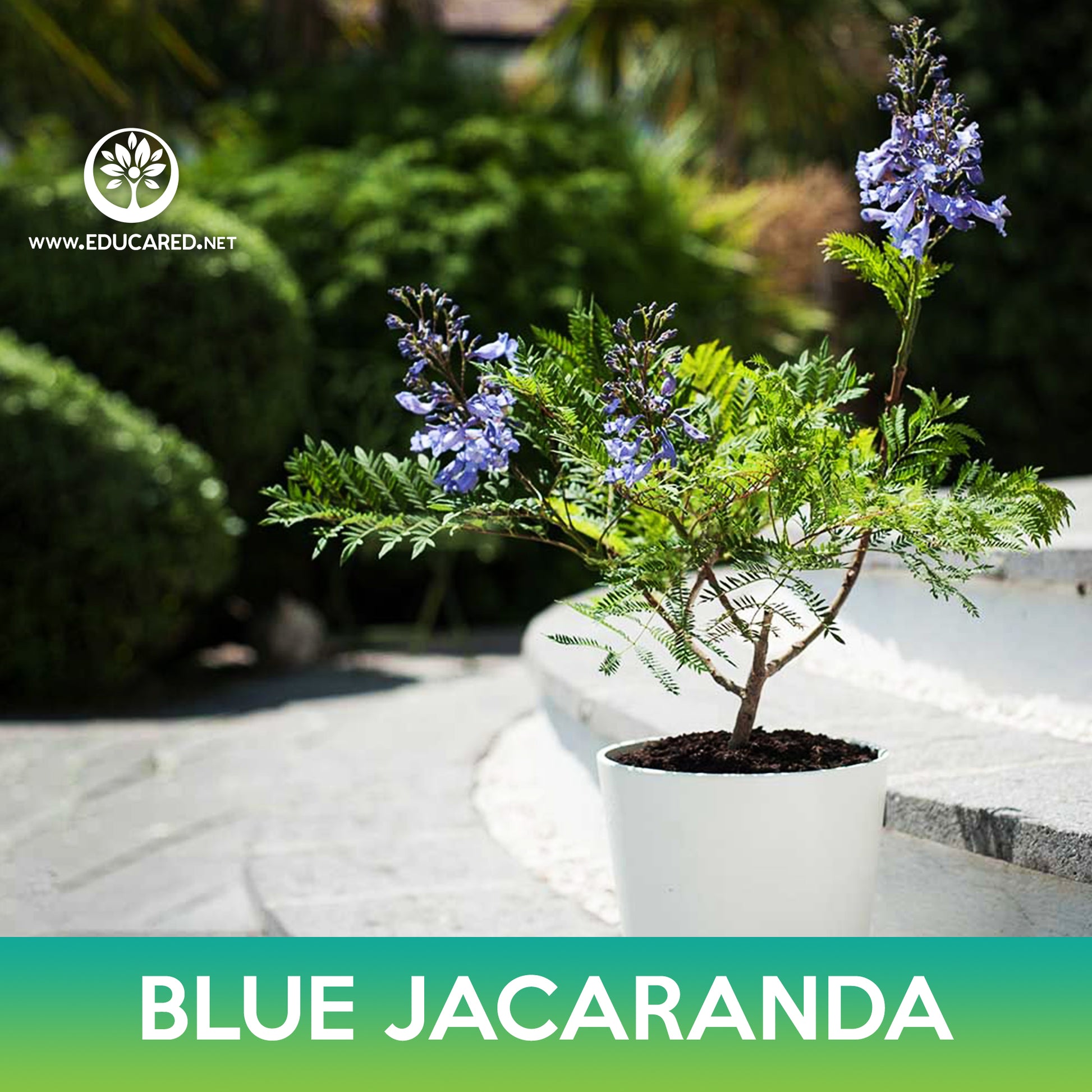 blue bonsai tree seeds Blue jacaranda (seeds)