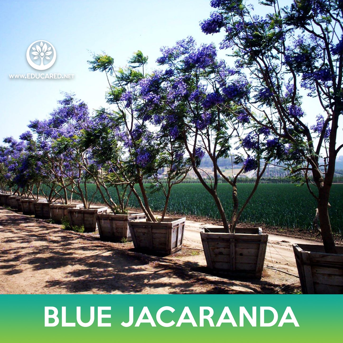 Blue jacaranda Seeds, Jacaranda mimosifolia