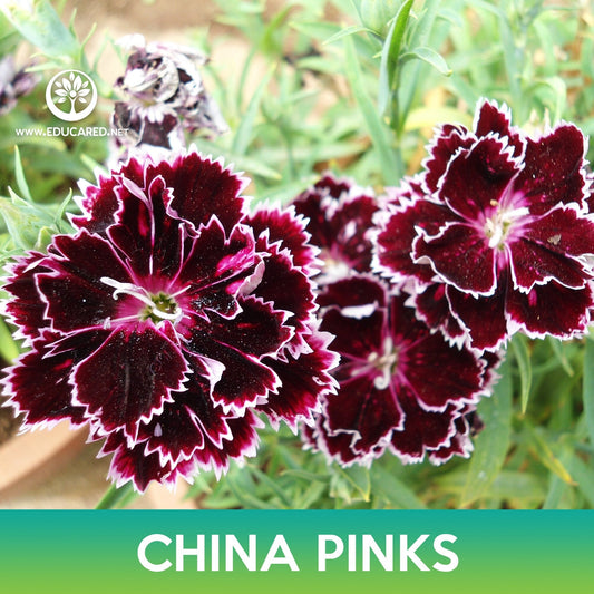 China Pinks Flower Seeds, Dianthus chinensis var. heddewigii